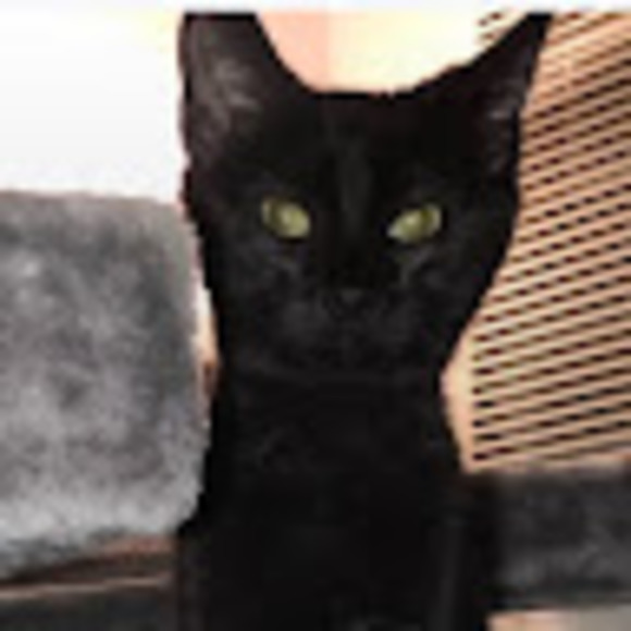 Meet your Posher, Cayden - Picture 1 of 1